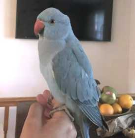 Lost Indian Ringneck Parakeet