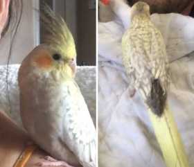 Lost Cockatiel