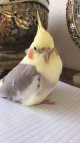 Lost Cockatiel