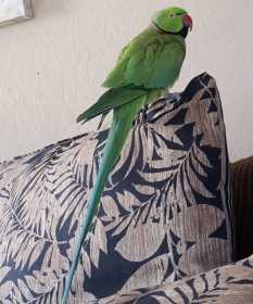 Lost Indian Ringneck Parakeet