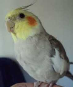 Lost Cockatiel