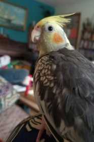 Lost Cockatiel