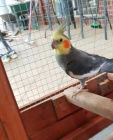 Lost Cockatiel