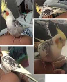 Lost Cockatiel