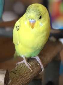 Lost Budgerigar