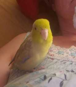 Lost Parrotlet