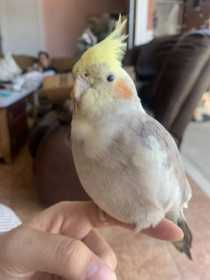 Lost Cockatiel