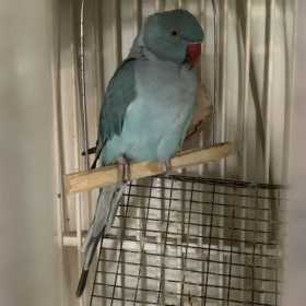 Lost Indian Ringneck Parakeet