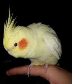 Lost Cockatiel