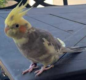 Lost Cockatiel