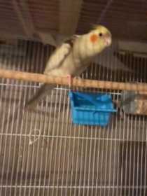 Lost Cockatiel