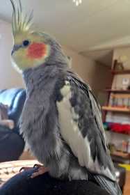 Lost Cockatiel