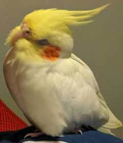 Lost Cockatiel