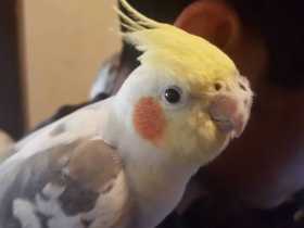 Lost Cockatiel