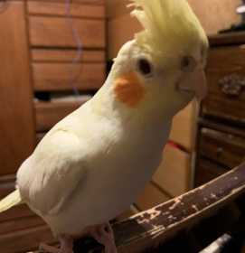 Lost Cockatiel