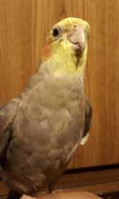 Lost Cockatiel