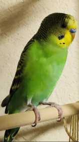 Lost Budgerigar