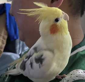 Lost Cockatiel