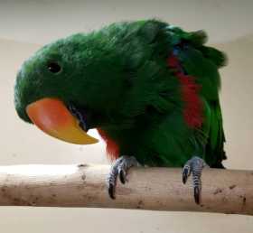 Lost Eclectus