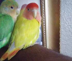 Lost Lovebird