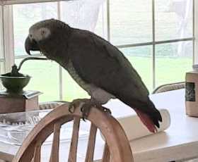 Lost African Grey