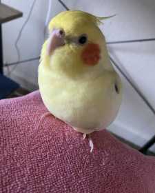 Lost Cockatiel