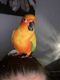 Lost Conure