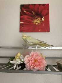 Lost Cockatiel