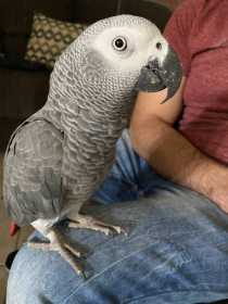 Lost African Grey