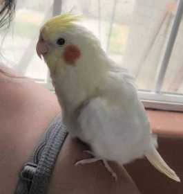 Lost Cockatiel