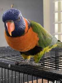 Lost Lory / Lorikeet