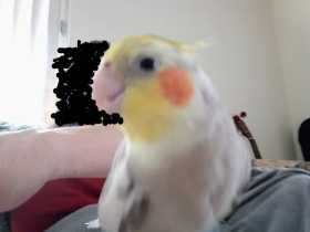 Lost Cockatiel