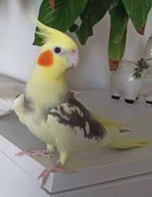 Lost Cockatiel