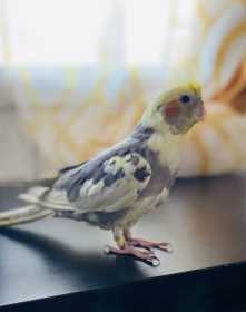 Lost Cockatiel