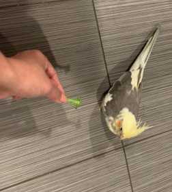 Lost Cockatiel