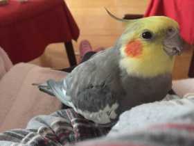 Lost Cockatiel