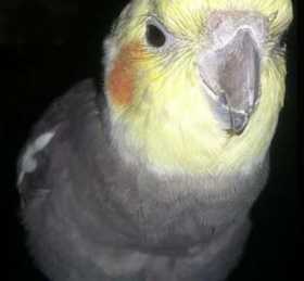 Lost Cockatiel