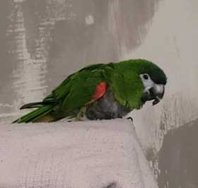 Lost Macaw