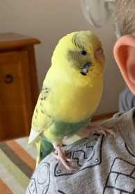 Lost Budgerigar