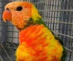 Lost Lory / Lorikeet