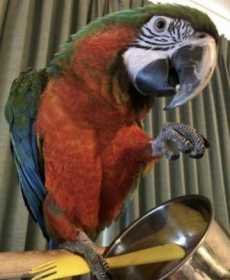 Lost Macaw