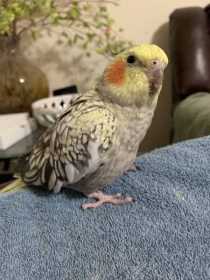 Lost Cockatiel