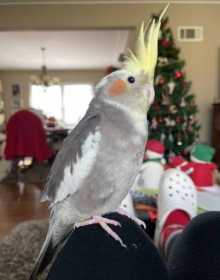 Lost Cockatiel