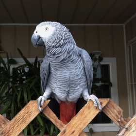 Lost African Grey