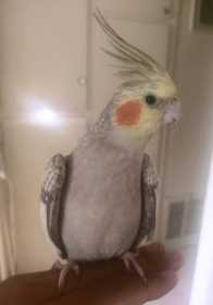 Lost Cockatiel