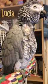 Lost African Grey