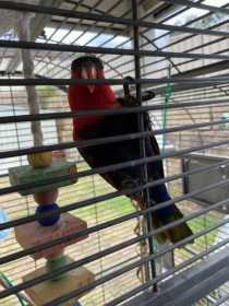 Lost Lory / Lorikeet