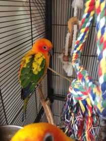 Lost Conure