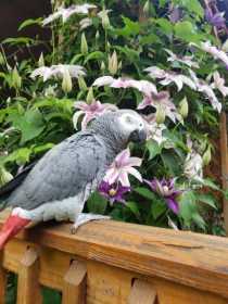 Lost African Grey