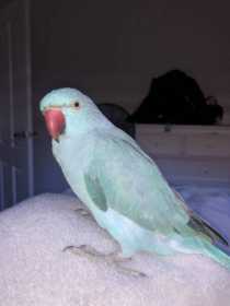 Lost Indian Ringneck Parakeet